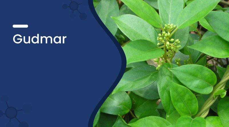 Gudmar for Diabetes &ndash; Benefits, Uses, Dosage & Side Effects