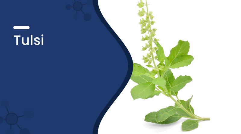 Tulsi (Holy Basil): Health Benefits, Uses & Side Effects