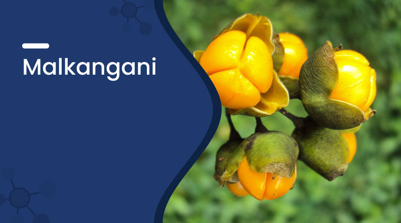 Malkangani (Jyotishmati) Benefits, Uses & Side Effects