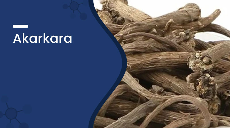 Akarkara &ndash; Benefits, Uses, Dosage & Side Effects