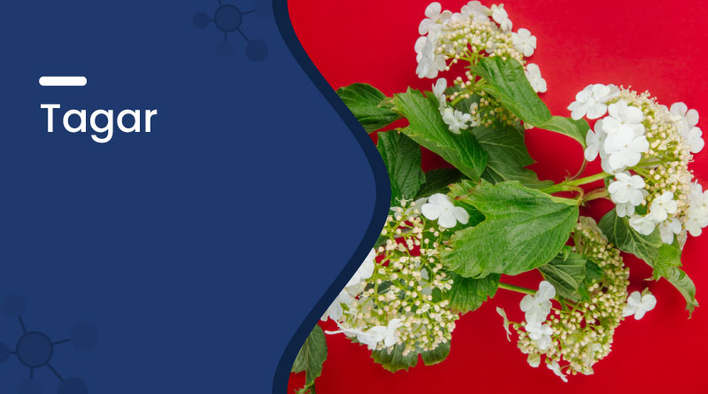 Tagar (Valeriana) &ndash; Uses, Benefits, Dosage & Side Effects