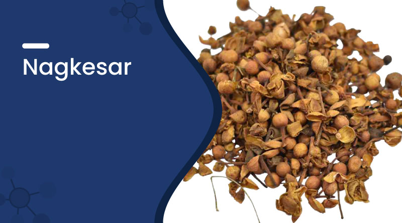 Nagkesar: Benefits, Uses, Side Effects & Ayurvedic Importance
