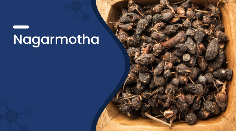 Nagarmotha (Cyperus Rotundus): Uses, Benefits & Side Effects