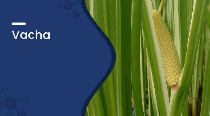 Vacha (Calamus) Benefits, Uses & Side Effects