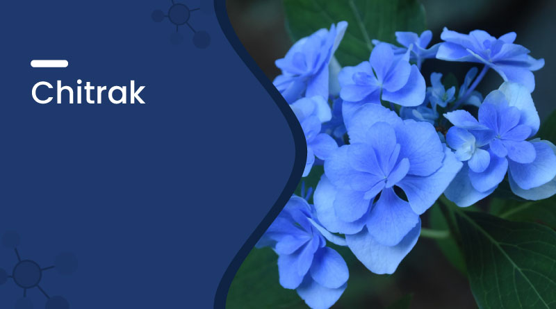 Chitrak (Plumbago Zeylanica) Uses, Benefits & Side Effects