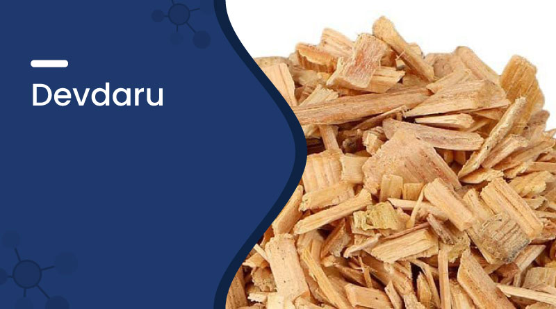 Devdaru Benefits & Uses | Ayurvedic Himalayan Cedar
