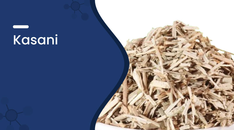 Kasani (Cichorium intybus) - Benefits, Uses, and Ayurveda Significance