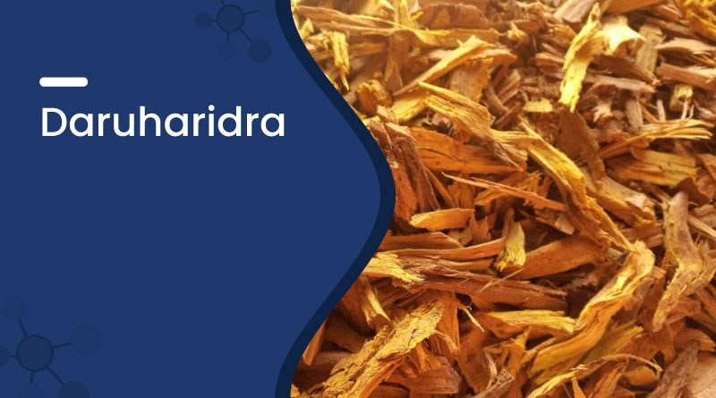 Daruharidra Benefits & Uses | Powerful Ayurvedic Herb