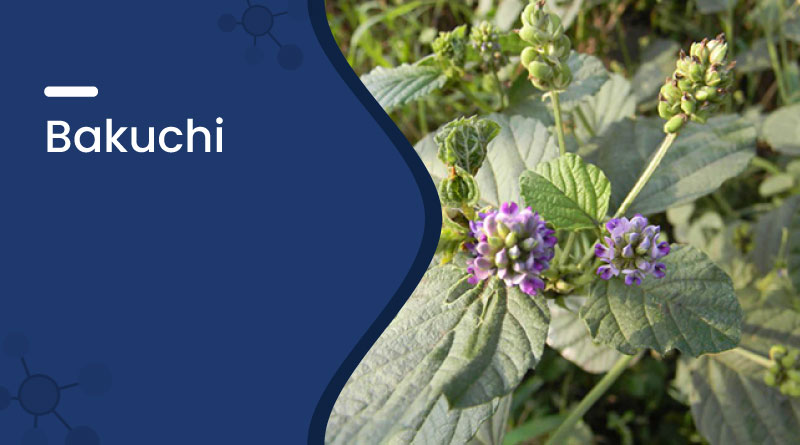 Bakuchi Benefits, Uses, Side Effects & Ayurvedic Remedies