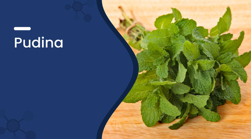 Pudina (Mint): Health Benefits, Uses & Ayurvedic Importance